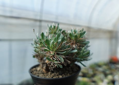 オトンナ　ユーフォルビオイデス　Othonna euphorbioides　C2