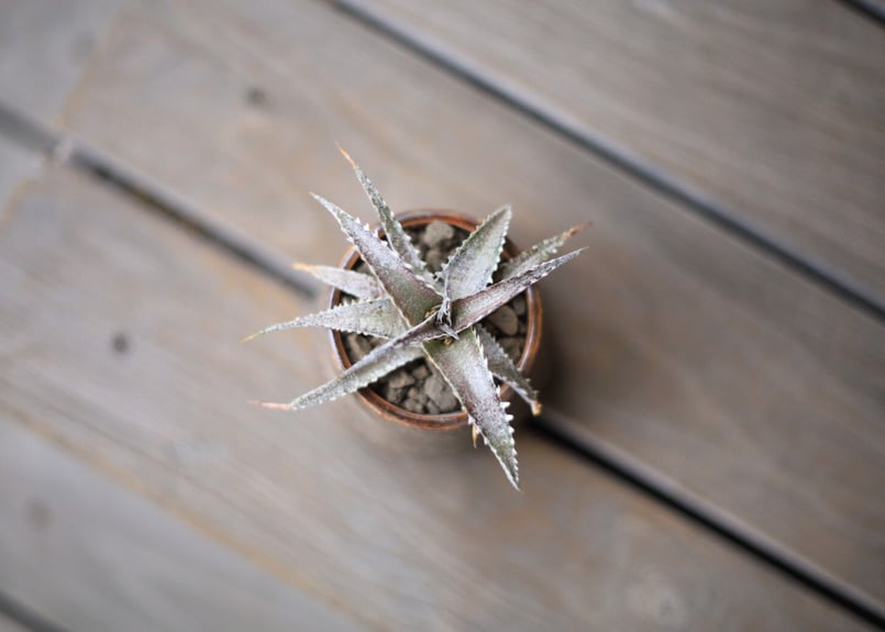 ディッキア Dyckia | mana's farm:塊根植物・アガベ・ドライガーデン