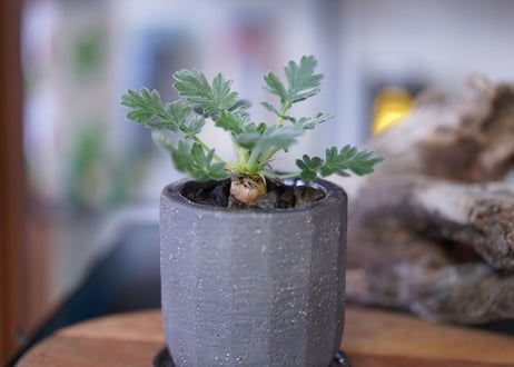 Pelargonium incrassatum