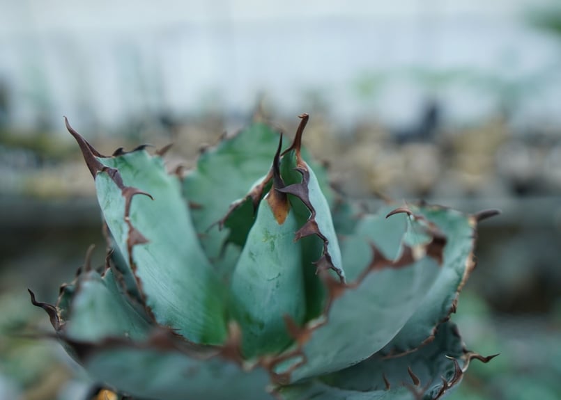 アガベ チタノタ ブラックアンドブルー Agave titanota black and