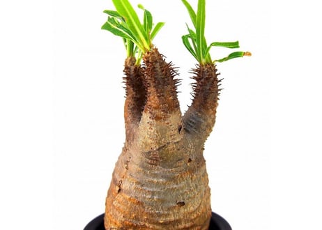 Pachypodium Gracilius パキポディウム  グラキリス  №2 little