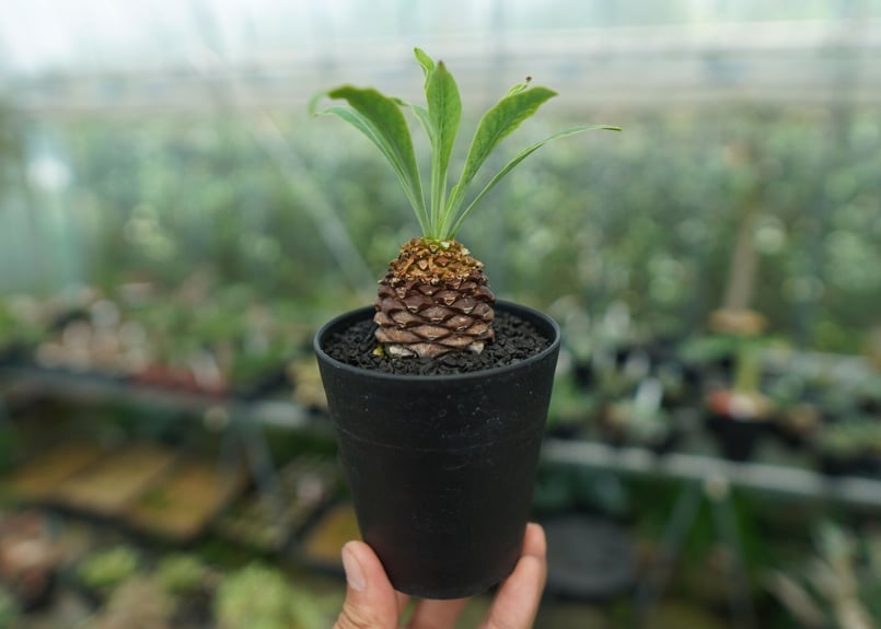 雌株】ユーフォルビア 鉄甲丸 Euphorbia bupleurifolia | mana