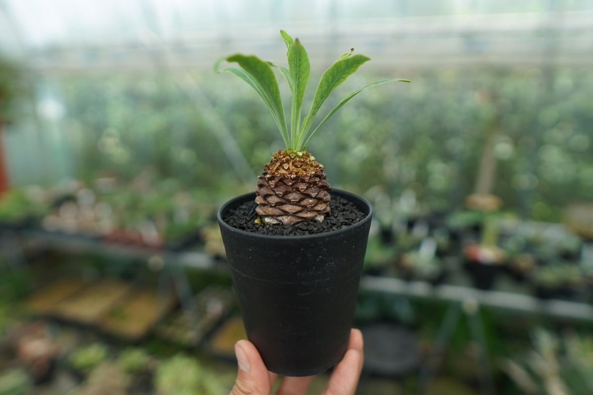 雌株】ユーフォルビア 鉄甲丸 Euphorbia bupleurifolia | mana