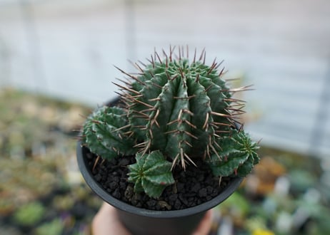 ユーフォルビア　ホリダ　Euphorbia horrida　No.2