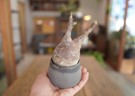パキポディウム　グラキリス　 Pachypodium Gracilius
