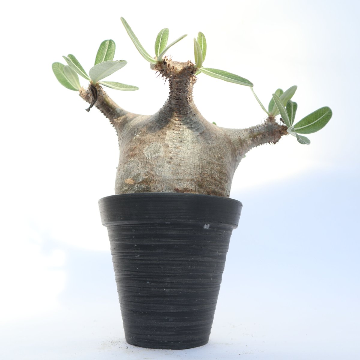 パキポディウム カクチペス | mana's farm:塊根植物・アガベ・ドライ