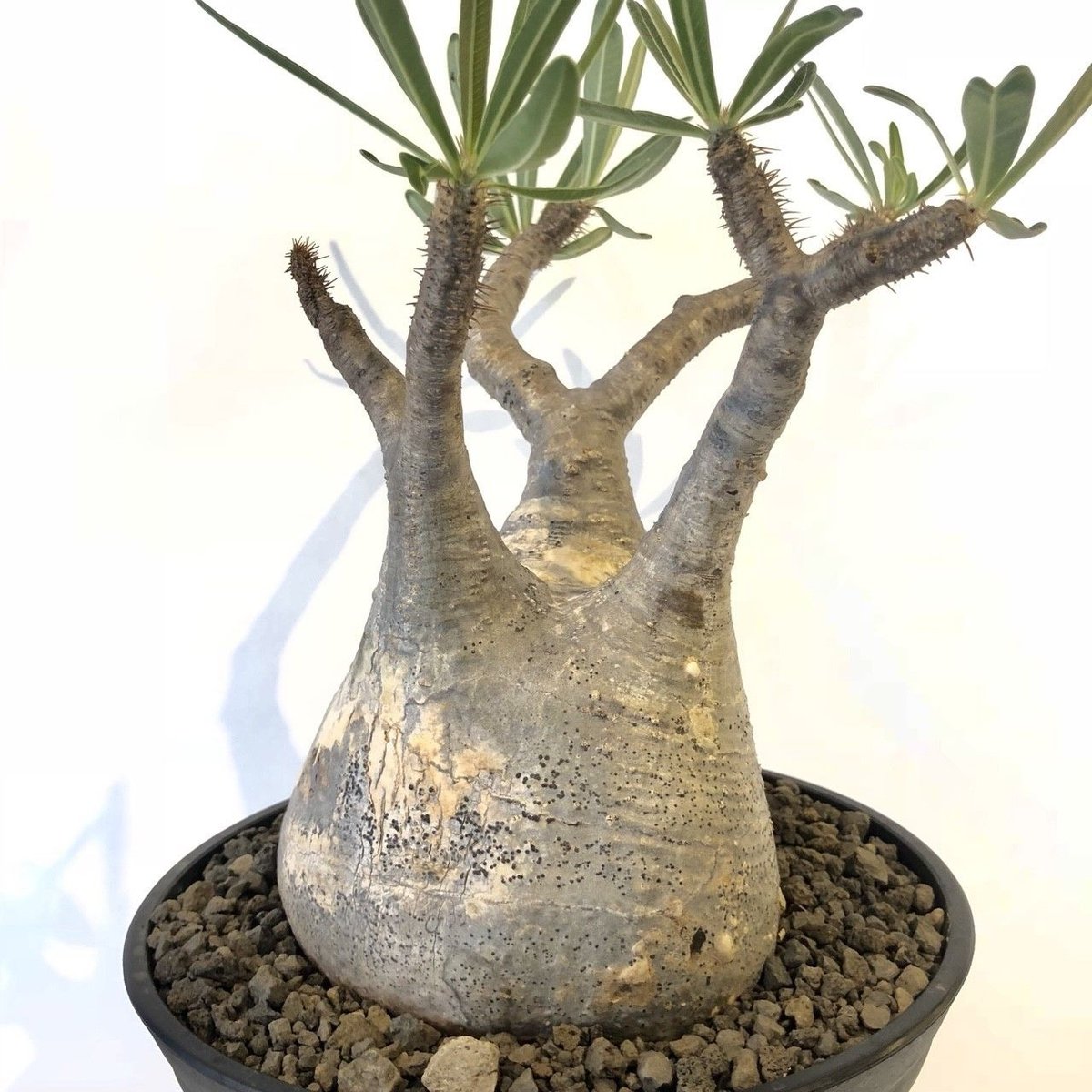 パキポディウム グラキリス No.142 | mana's farm:塊根植物・アガベ・ド