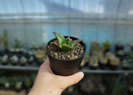 アガベ　チタノタ　ハデス　Agave titanota Hades　No.2