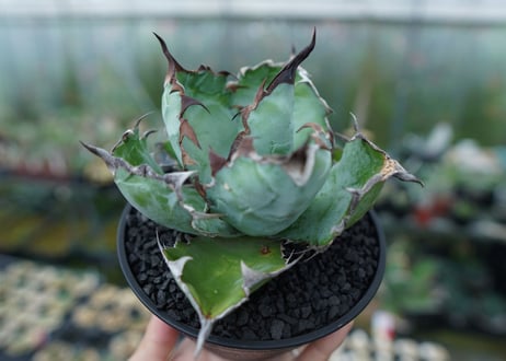 アガベ　チタノタ　 ブラックアンドブルー 　Agave titanota black and blue　No.1