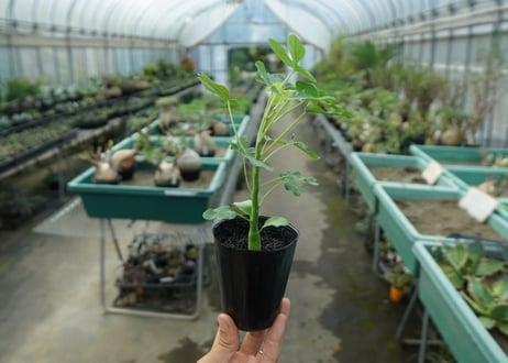 アデニア　グラウカ　Adenia glauca  No.3