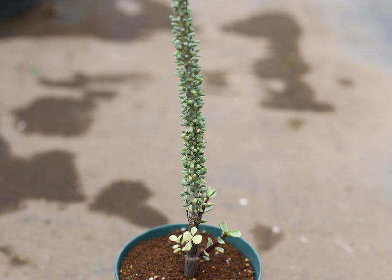 ケラリア ナマクエンシス 接ぎ木 | mana's farm:塊根植物・アガベ