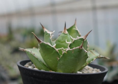 agave titanota 白鯨