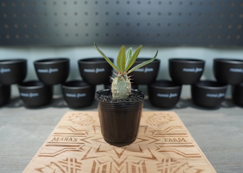 パキポディウム グラキリス 沖縄実生株 No.2 | mana's farm:塊根植物