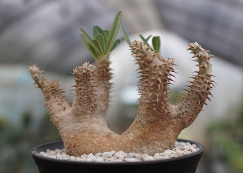 パキポディウム デンシフローラム | mana's green:塊根植物販売 パキポディウム デンシフローラム | mana's green:塊根植物販売
