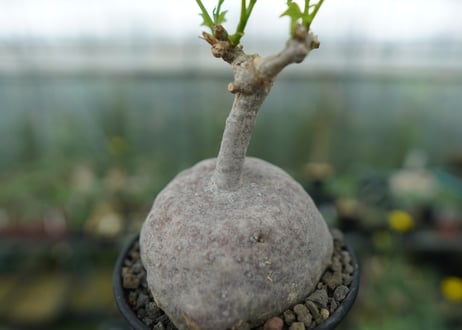 ゲラルダンサス　マクロリザス　Gerrardanthus Macrorhizus