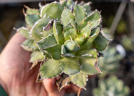 Agave titanota filigree No.2