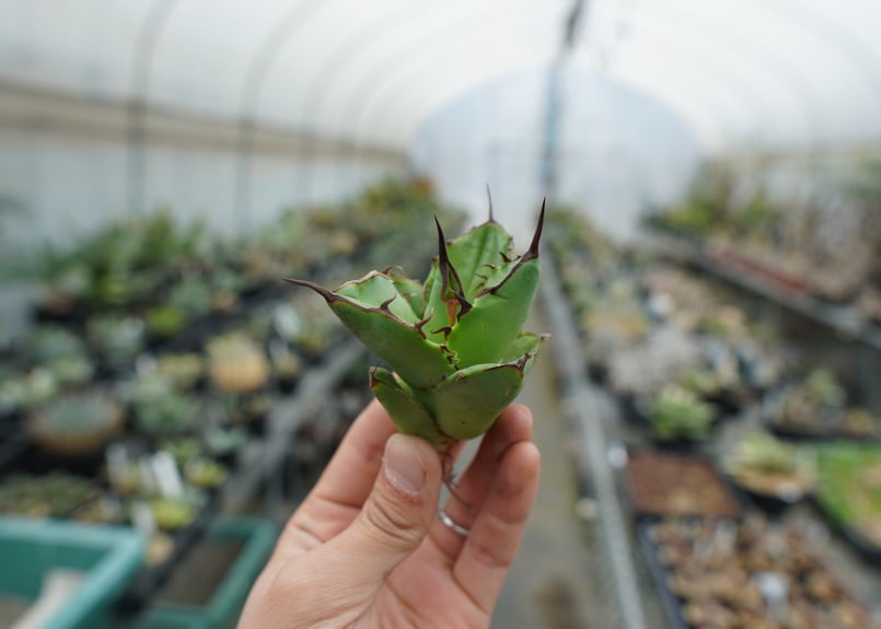 抜き苗】アガベ チタノタ FO-76 Agave titanota FO-76 | mana