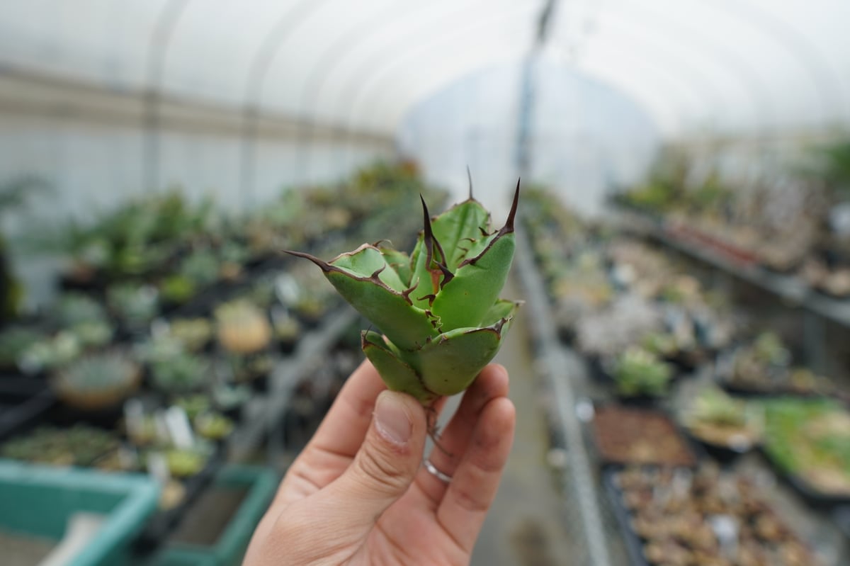 抜き苗】アガベ チタノタ FO-76 Agave titanota FO-76 | mana