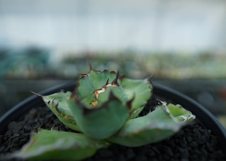 アガベ　チタノタ　黒鯨　Agave titanota black whales　No.4