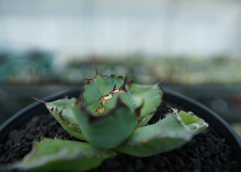 台湾産 アガベ チタノタ 黒鯨 発根済み Agave titanota - 植物/観葉植物