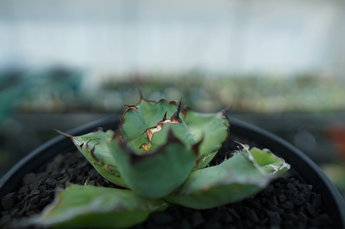 アガベ チタノタ 黒鯨 Agave titanota black whales No.4 |