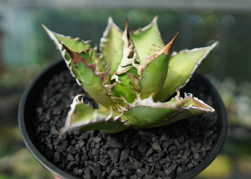 アガベ チタノタ レッドキャットウィーズル Agave titanota Red catwee