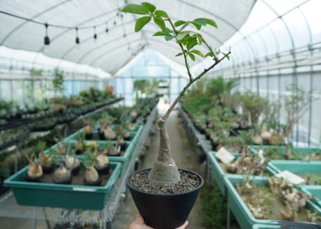 アデニア　グラウカ　Adenia glauca