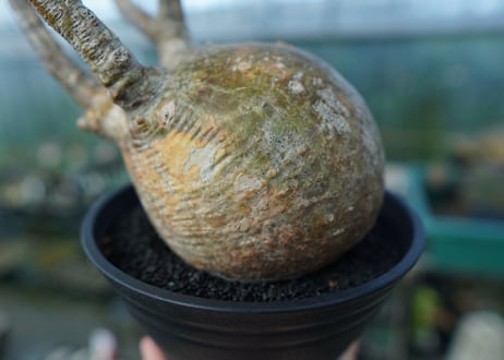 パキポディウム　グラキリス　 Pachypodium Gracilius  No.1