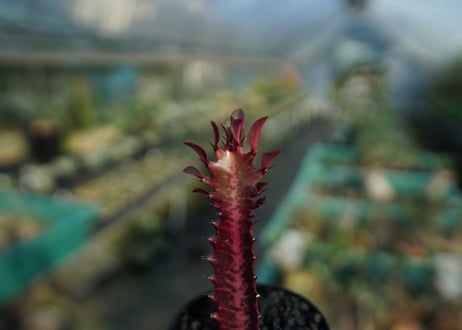 ユーフォルビア　紅彩雲閣　Euphorbia trigona f. rubra　No.1