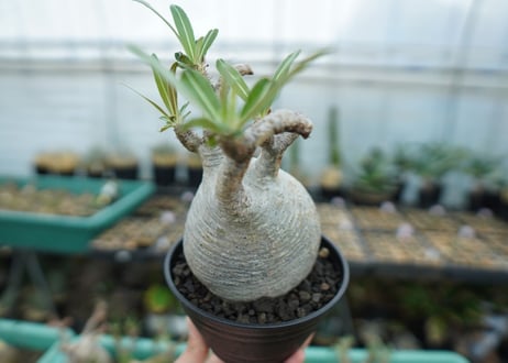 パキポディウム　グラキリス　 Pachypodium Gracilius  No.2