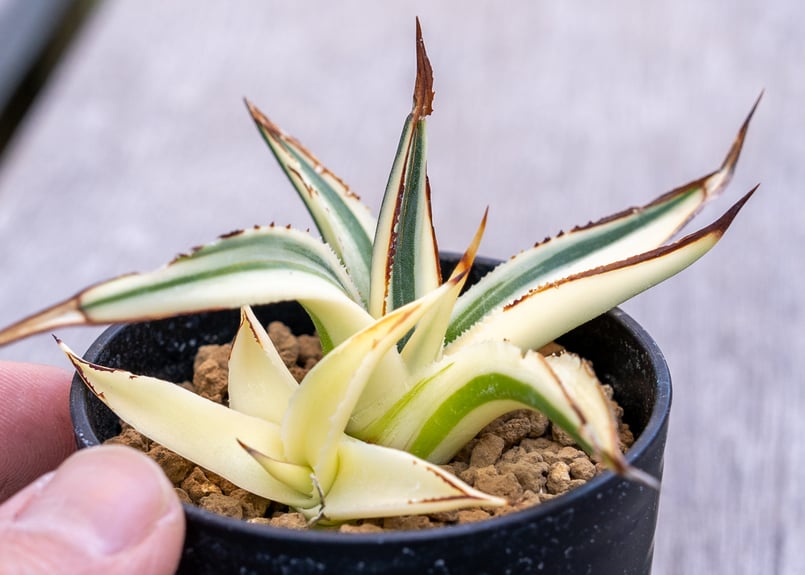 アガベ サングロー | mana's farm:塊根植物・アガベ・ドライガーデン