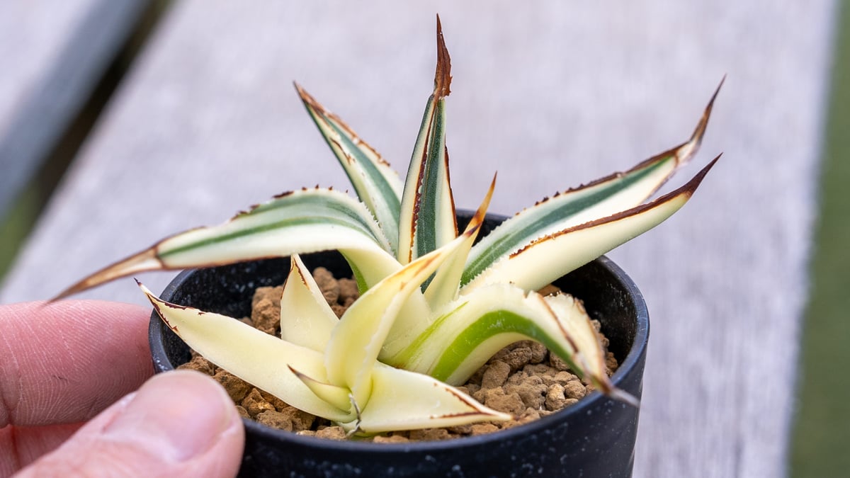 アガベ サングロー | mana's farm:塊根植物・アガベ・ドライガーデン