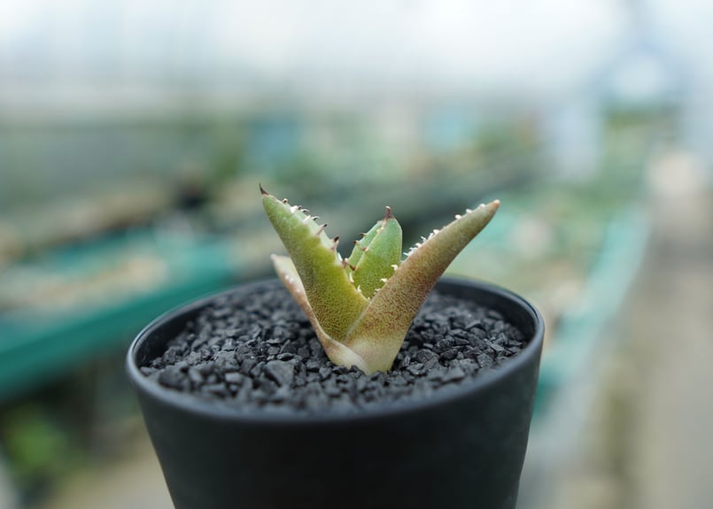 アガベ チタノタ　巌流　国産古株　子株 アガベ チタノタ 「巌流」子株 【公式通販】