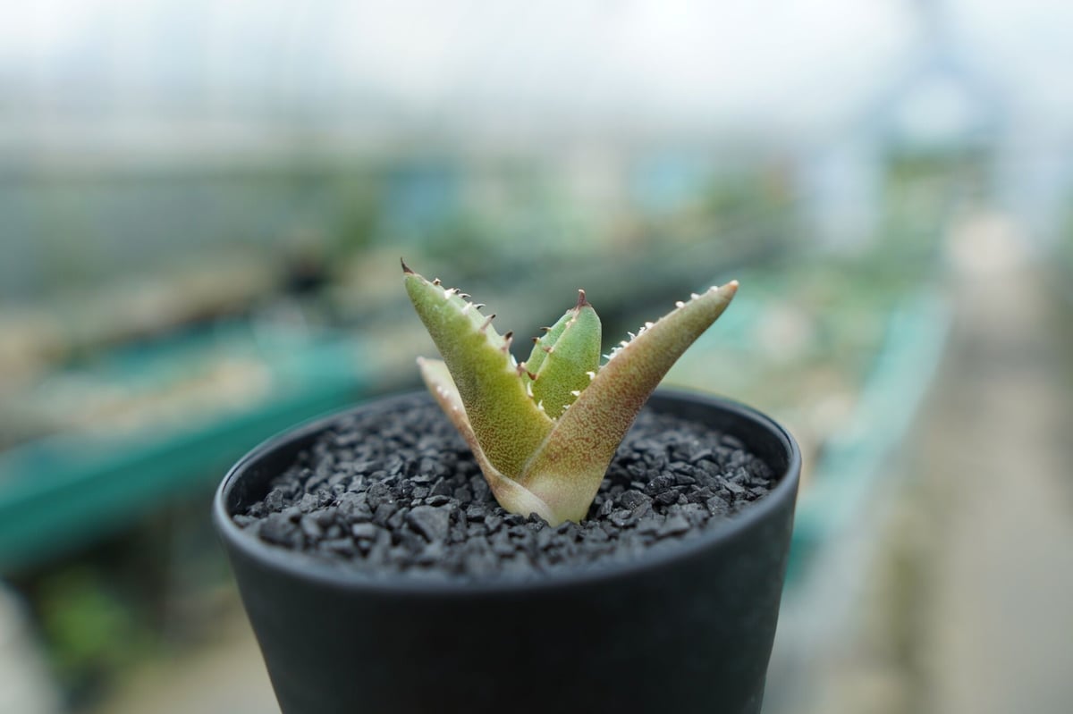 アガベ チタノタ 子株 Agave titanota | mana's green:塊根植 アガベ チタノタ 子株 Agave titanota | mana's green:塊根植