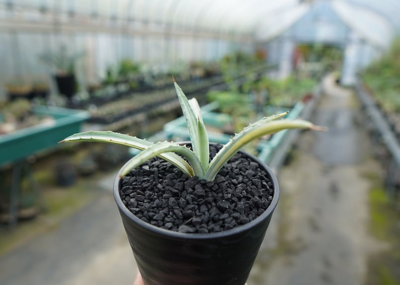 アガベ マクロアカンサ錦 Agave macroacantha variegata | man アガベ マクロアカンサ錦 Agave macroacantha variegata | man