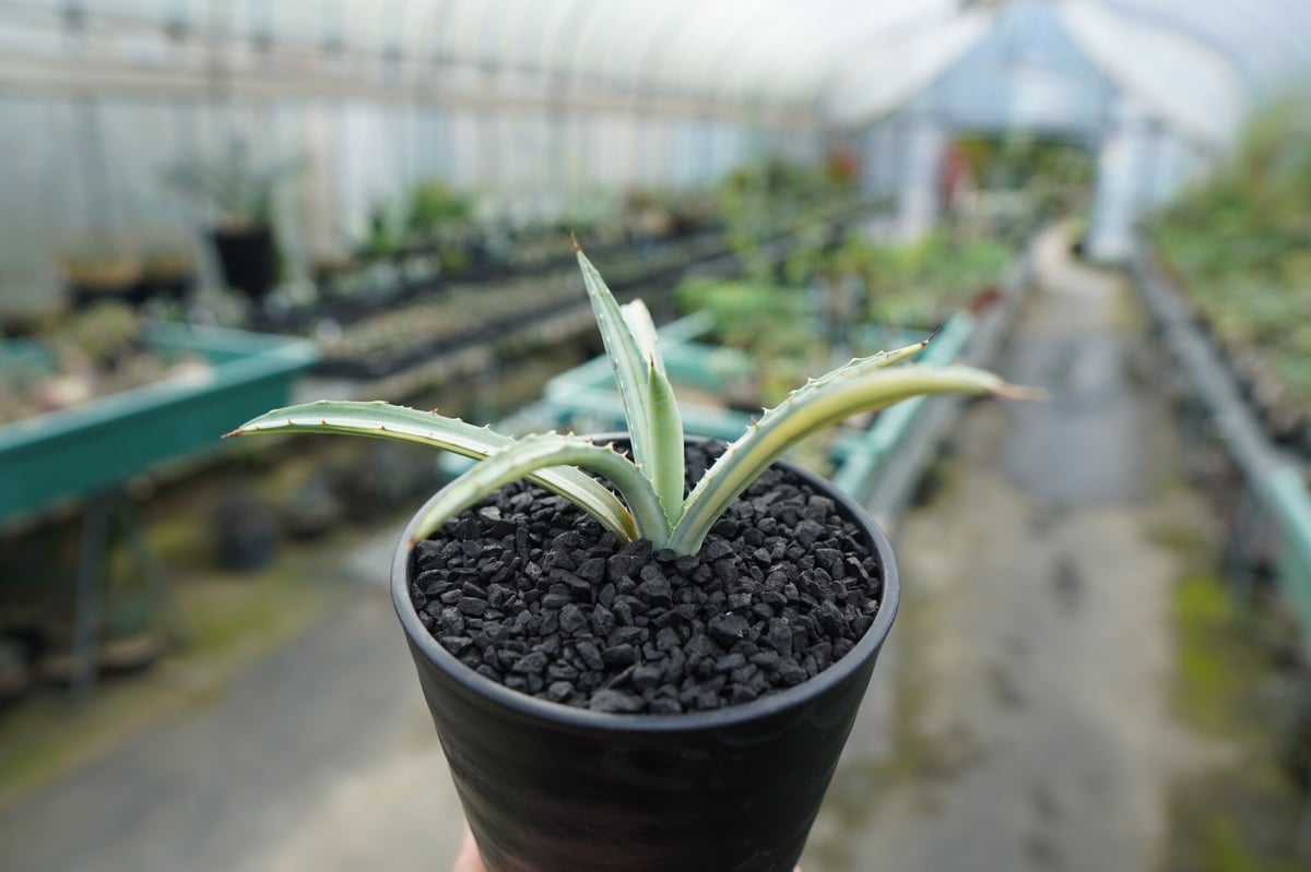 アガベ マクロアカンサ錦 Agave macroacantha variegata | man