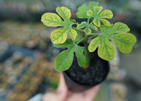 アデニア　グラウカ　Adenia Glauca　No.2