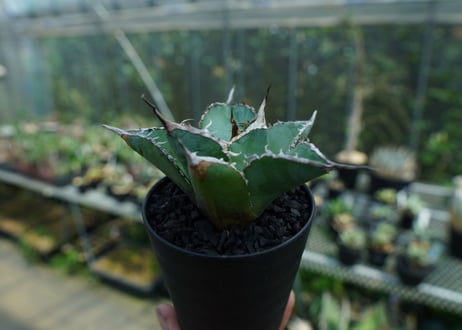 アガベ　チタノタ　白鯨　Agave titanota White whale