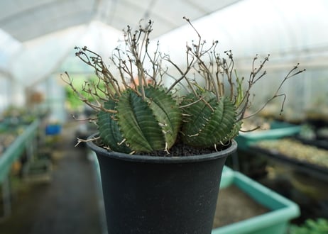 ユーフォルビア　スーパーバリダ　Euphorbia super valida  No.1