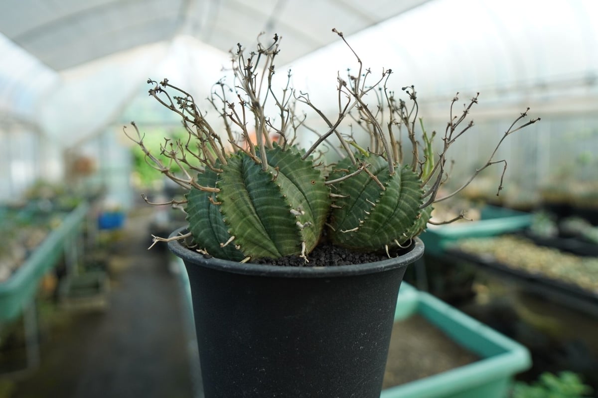 ユーフォルビア スーパーバリダ Euphorbia super valida No.1 | 