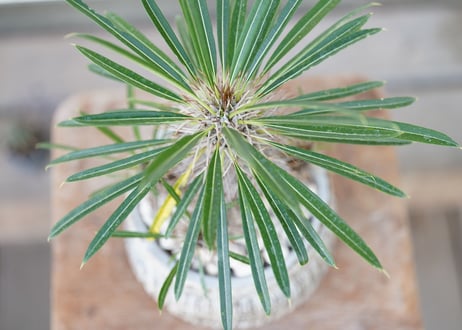 Pachypodium lamerei