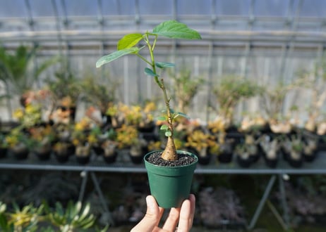 フィカス パルメリー Ficus palmeri