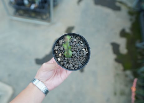 アデニア　グラウカ　Adenia Glauca　No.1