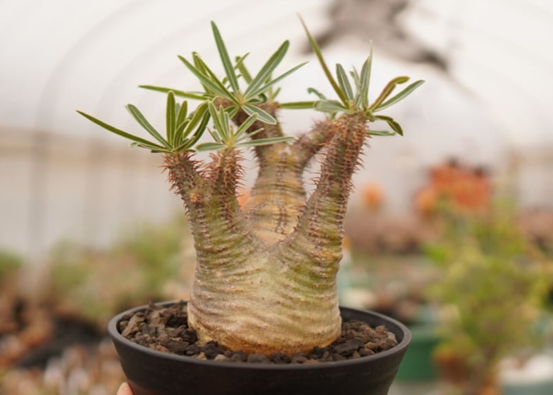 41.パキポディウム グラキリス パキポディウム グラキリス-PG241 | Supervoid Caudex