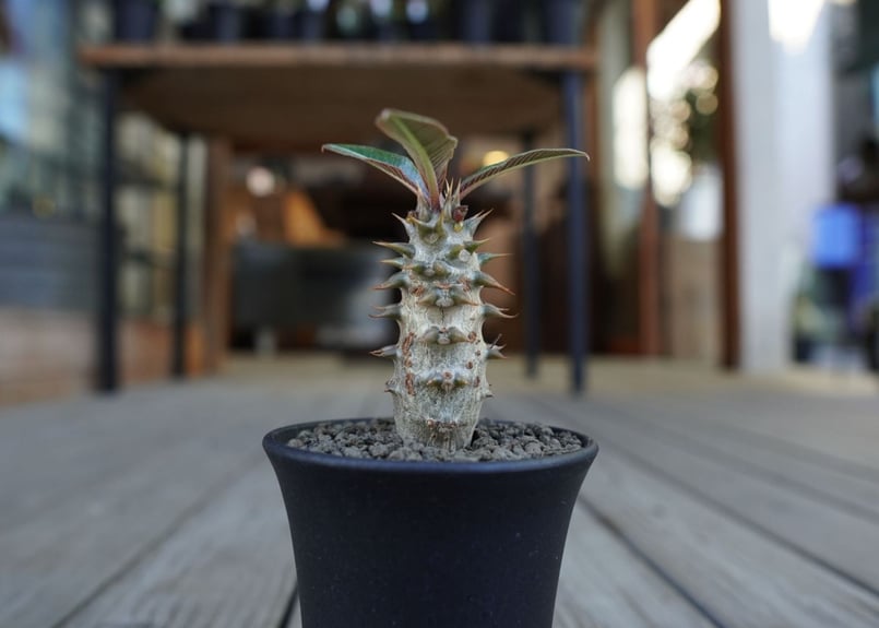 パキポディウム バロニー Pachypodium baronii fit=scale-down,w=1200
