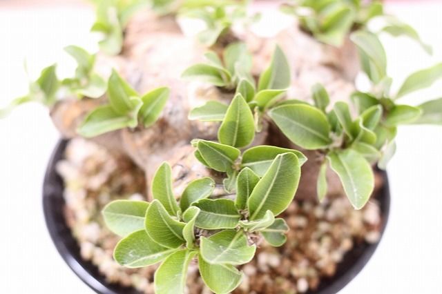 パキポディウム 恵比寿笑い Pachypodium brevicaule ⑨ パキポディウム 恵比寿笑い | GREEN LUCK