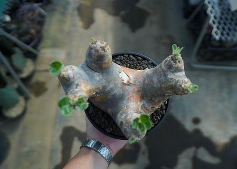 パキポディウム　エブレネウム　Pachypodium eburneum　No.1