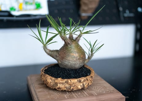 ぐり 樣專用手作植木鉢 Mサイズ 検（ 塊根植物 グラキリス パキプス アガベ) こな樣專用手作植木鉢 検（ 塊根植物 グラキリス パキプス アガベ)