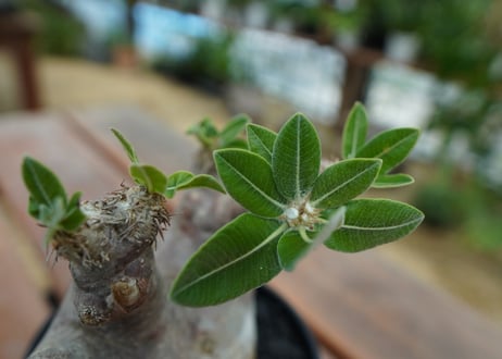 パキポディウム　エブレネウム　Pachypodium eburneum  No.1