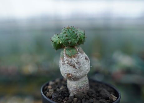 ユーフォルビア　オベサブロー　Euphorbia ObesaBlow No.3